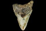 Bargain, Fossil Megalodon Tooth - North Carolina #109521-1